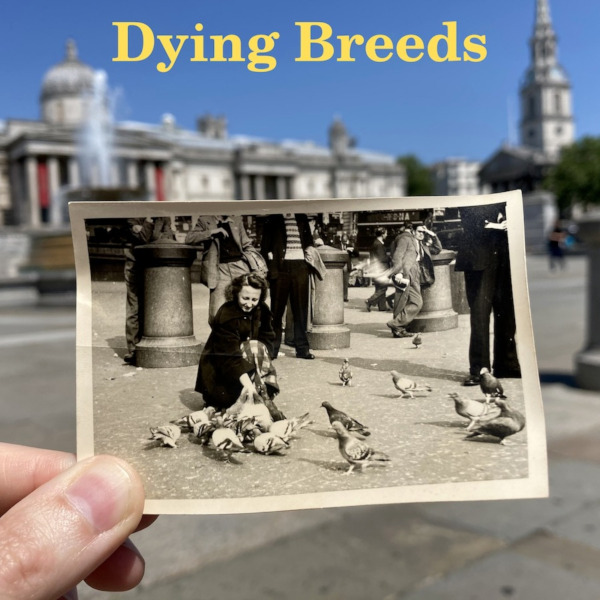 dying_breeds_logo_600x600.jpg