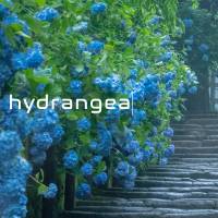 hydrangea_logo_600x600.jpg